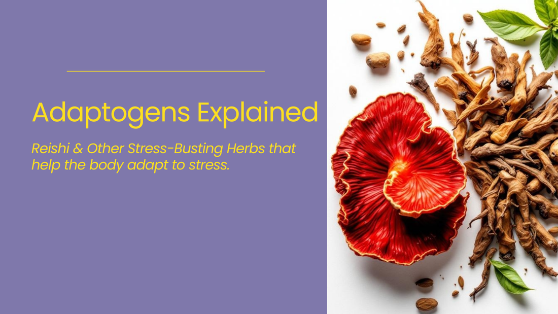 Red Reishi mushroom and dried adaptogenic herbs arranged on a white background next to a graphic titled ‘Adaptogens Explained,’ illustrating natural stress-relief ingredients like Reishi and other adaptogens.