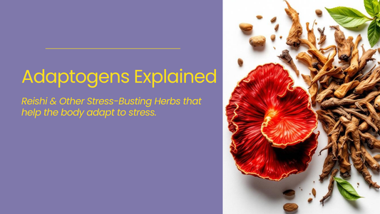 Red Reishi mushroom and dried adaptogenic herbs arranged on a white background next to a graphic titled ‘Adaptogens Explained,’ illustrating natural stress-relief ingredients like Reishi and other adaptogens.