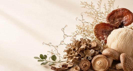 Reishi, Lion’s Mane, Shiitake and Maitake mushrooms with a branching beta-glucan structure